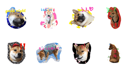 shibainu_taro2