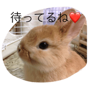 rabbit MOCA