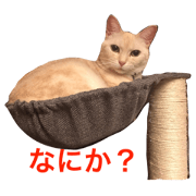 My love Cats
