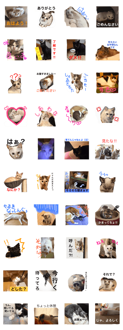 My love Cats