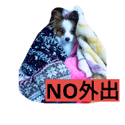 Pomeranian papillon raito