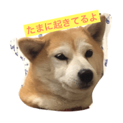 SHIBA RURU SAN