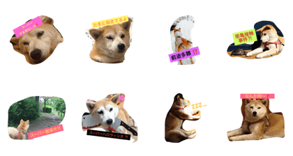 SHIBA RURU SAN