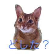 my cat leon