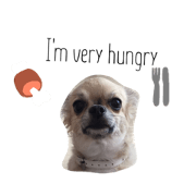 dog&dog1