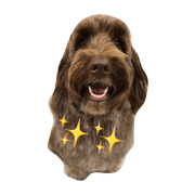 Australian labradoodle LUCY