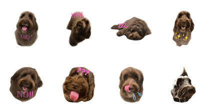 Australian labradoodle LUCY