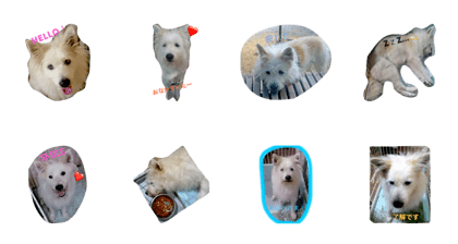 hachi.s