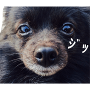 Dog Love-chan