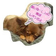 sweet! Wanko