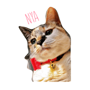 cat AOI