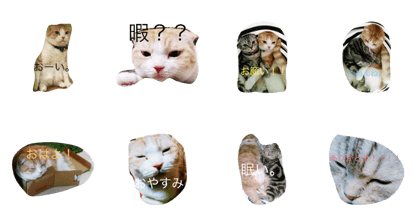 hasakuiscats