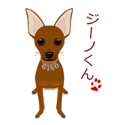 mamepin321*pinscher[gino.ver]