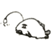Chochinn-Anko