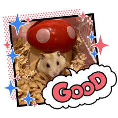 ハムぽん日記