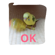 pretty piro stamp