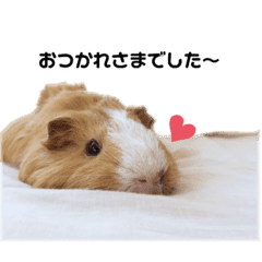 モルモットのおもちです Line スタンプ Line Store モルモットのおもちです Line スタンプ Line Store