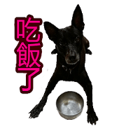 TW DOG DODO 2