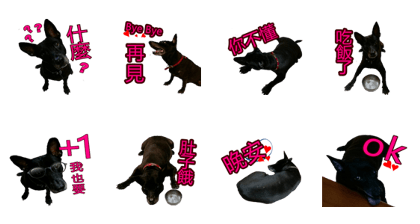 TW DOG DODO 2