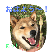 gomashibainu tukushi