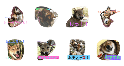 gomashibainu tukushi