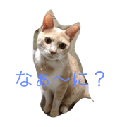 Nyanchan13