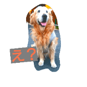 cute dog frank