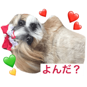 Cute Shihtzu sisters sticker