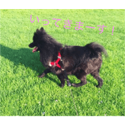 Black Pomeranian Uni