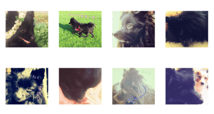 Black Pomeranian Uni