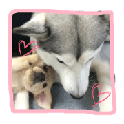 kenneldog
