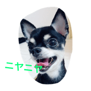lovedog625