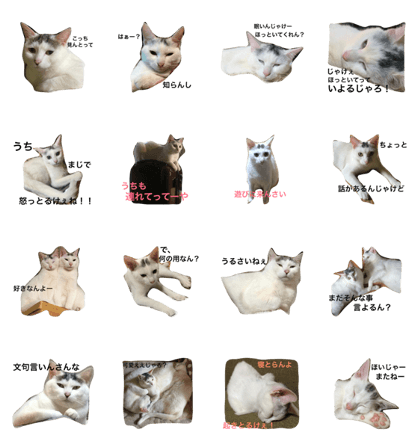 hiroshima local language cat