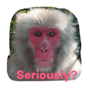 We are Japanese Monkeys