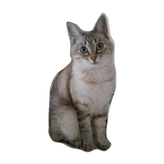 pretty cat Marie.