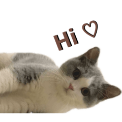 我的名字叫賓士（喵～）