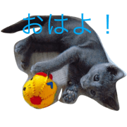 Russian blue boy