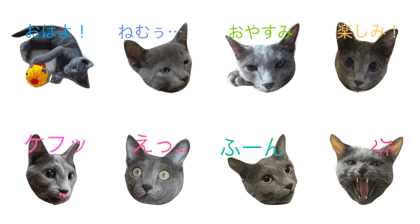 Russian blue boy