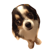 Funny Chiwawa
