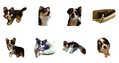 Funny Chiwawa