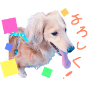 komuara