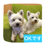 Lucky&Milky, Westies