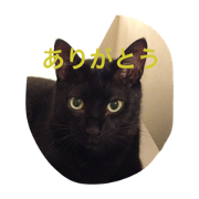 catjijichato