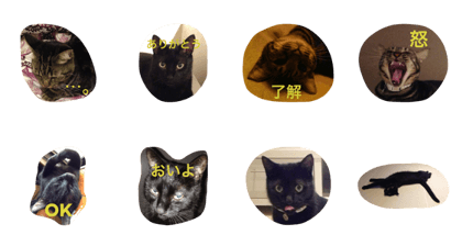 catjijichato