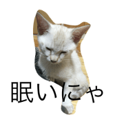 cat sijimi