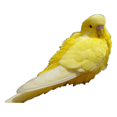 Parry of  the budgerigr