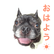peco and jiji