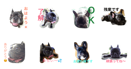 peco and jiji