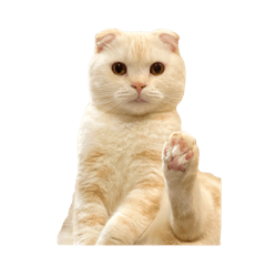 shichi cat