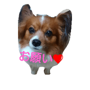Prince Dog